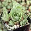 Mountain Rose Succulent Live Plant - Greenovia Aurea - 2 or 4 Inch Pot - Indoor - Image 1