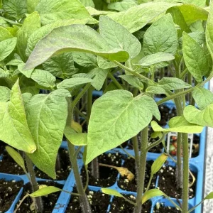 Mr. Stripey Tomato Live Plant (2-Pack) - Heirloom Variety, 6-10 inches Tall - Image 1