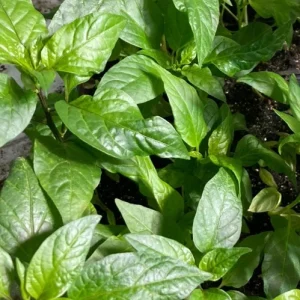 Mulato Isleno Hot Pepper Live Plants - 3 Pack, 1000 SHU, Chocolate Chili - Image 2