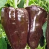 Mulato Isleno Hot Pepper Live Plants - 3 Pack, 1000 SHU, Chocolate Chili - Image 1