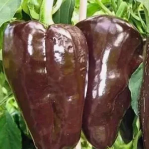 Mulato Isleno Hot Pepper Live Plants - 3 Pack, 1000 SHU, Chocolate Chili - Image 1