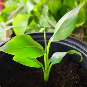 Musa Basjoo Banana Tree - Cold Hardy Japanese Live Plant - 4-6 Inch Starter - Image 2