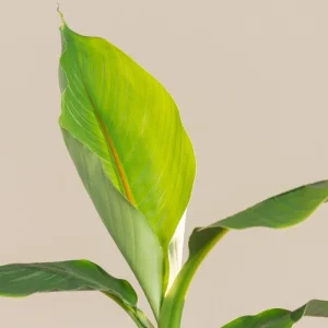 Musa Basjoo Banana Tree - Cold Hardy Japanese Live Plant - 4-6 Inch Starter - Image 3