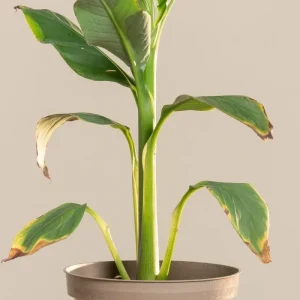 Musa Basjoo Banana Tree - Cold Hardy Japanese Live Plant - 4-6 Inch Starter - Image 4