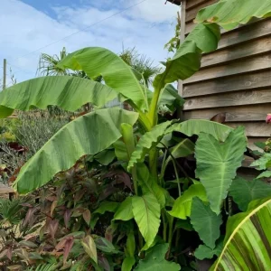 Musa Basjoo Banana Tree - Cold Hardy Japanese Live Plant - 4-6 Inch Starter - Image 6