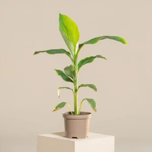 Musa Basjoo Banana Tree - Cold Hardy Japanese Live Plant - 4-6 Inch Starter - Image 1