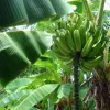 Musa Gold Finger Banana Tree Live Plant - Edible Fruit - 5in Tall Seedling - Image 1