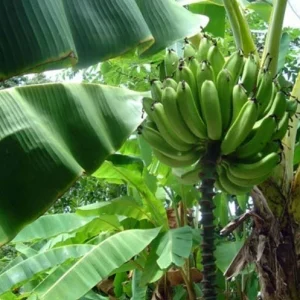 Musa Gold Finger Banana Tree Live Plant - Edible Fruit - 5in Tall Seedling - Image 1