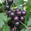 Muscadine Grape Vine – Southern Home Live Starter Plant, 5-9 Inches Tall, Cold-Hardy - Image 2