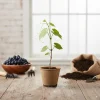 Muscadine Grape Vine – Southern Home Live Starter Plant, 5-9 Inches Tall, Cold-Hardy - Image 1