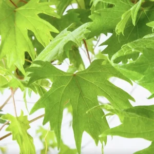 Muscadine Grape Vine – Southern Home Live Starter Plant, 5-9 Inches Tall, Cold-Hardy - Image 4