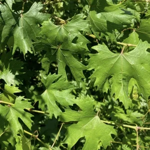 Muscadine Grape Vine – Southern Home Live Starter Plant, 5-9 Inches Tall, Cold-Hardy - Image 6