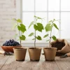 Muscadine Grape Vine Starter Plants – 3 Pack, 5-9 Inches, Cold-Hardy Live Plant - Image 1