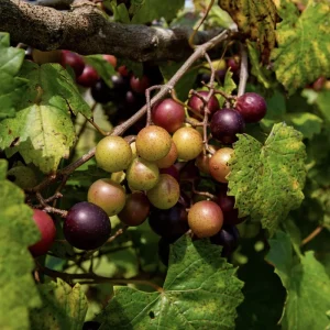 Muscadine Grape Vine Starter Plants – 3 Pack, 5-9 Inches, Cold-Hardy Live Plant - Image 3