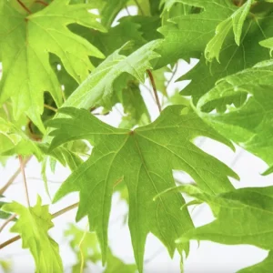Muscadine Grape Vine Starter Plants – 3 Pack, 5-9 Inches, Cold-Hardy Live Plant - Image 4