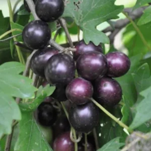 Muscadine Grape Vines - 2 Live Starter Plants, 5-9 Inches Tall, Hybrid, Cold-Hardy - Image 2