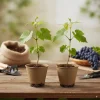 Muscadine Grape Vines - 2 Live Starter Plants, 5-9 Inches Tall, Hybrid, Cold-Hardy - Image 1