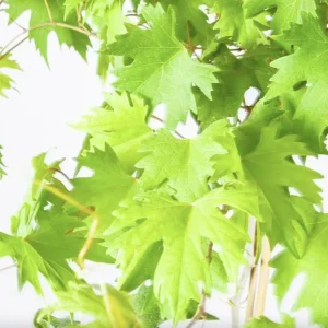 Muscadine Grape Vines - 2 Live Starter Plants, 5-9 Inches Tall, Hybrid, Cold-Hardy - Image 5