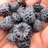 Mysore Raspberry Live Plant - Rubus niveus - 3-6" Tall Tropical Berry - Image 1