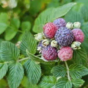 Mysore Raspberry Live Plant - Rubus niveus - 3-6" Tall Tropical Berry - Image 2