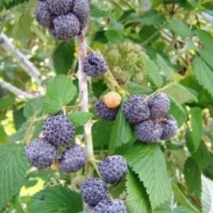 Mysore Raspberry Live Plant - Rubus niveus - 3-6