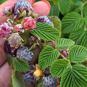 Mysore Raspberry Live Plant - Rubus niveus - 3-6