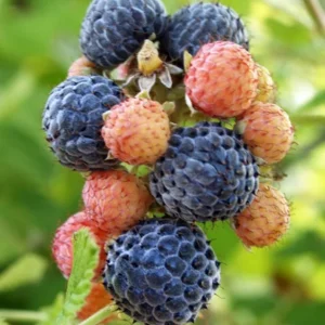 Mysore Raspberry Live Plant - Rubus niveus - 3-6