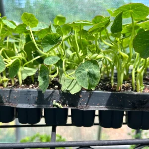 Nasturtium Live Plant Seedling Plug - Edible Flowers & Leaves, Attracts Pollinators, 1-inch Pot - Image 2