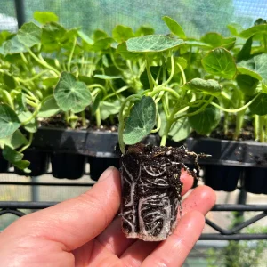 Nasturtium Live Plant Seedling Plug - Edible Flowers & Leaves, Attracts Pollinators, 1-inch Pot - Image 3