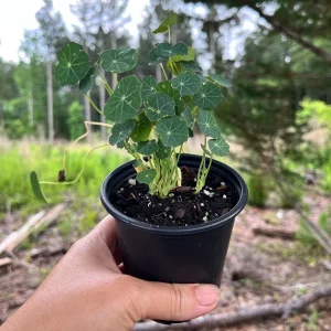 Nasturtium Live Plant Seedling Plug - Edible Flowers & Leaves, Attracts Pollinators, 1-inch Pot - Image 4