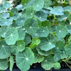 Nasturtium Live Plant Seedling Plug - Edible Flowers & Leaves, Attracts Pollinators, 1-inch Pot - Image 5