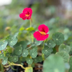 Nasturtium Live Plant Seedling Plug - Edible Flowers & Leaves, Attracts Pollinators, 1-inch Pot - Image 6