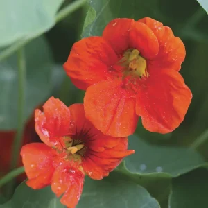Nasturtium Live Plant Seedling Plug - Edible Flowers & Leaves, Attracts Pollinators, 1-inch Pot - Image 7