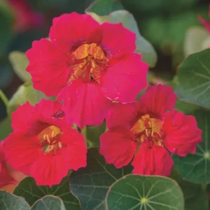 Nasturtium Live Plant Seedling Plug - Edible Flowers & Leaves, Attracts Pollinators, 1-inch Pot - Image 8
