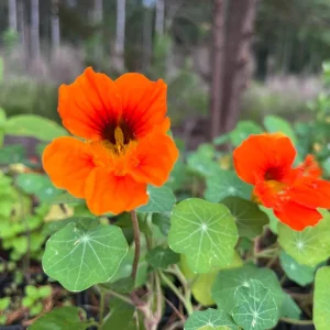 Nasturtium Live Plant Seedling Plug - Edible Flowers & Leaves, Attracts Pollinators, 1-inch Pot - Image 9