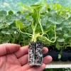 Nasturtium Live Plant Seedling Plug - Edible Flowers & Leaves, Attracts Pollinators, 1-inch Pot - Image 1