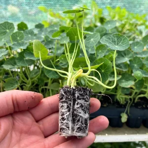 Nasturtium Live Plant Seedling Plug - Edible Flowers & Leaves, Attracts Pollinators, 1-inch Pot - Image 1