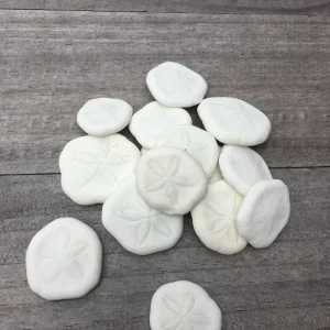 Natural Sand Dollars 1 inch - Bulk Sea Biscuits for Decor & Crafts - Image 2