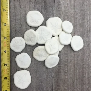 Natural Sand Dollars 1 inch - Bulk Sea Biscuits for Decor & Crafts - Image 3