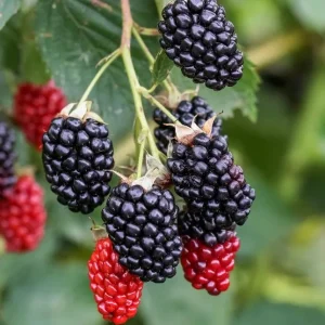 Navaho Thornless Blackberry Live Plant - 3-8" Tall - Rubus fruticosus - Image 2