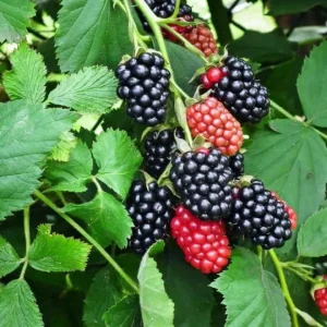 Navaho Thornless Blackberry Live Plant - 3-8