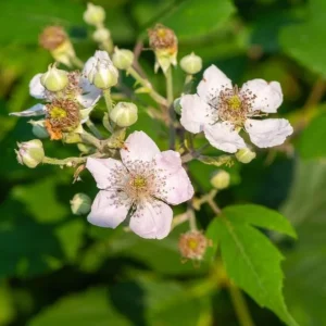 Navaho Thornless Blackberry Live Plant - 3-8