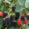 Navaho Thornless Blackberry Live Plant - 3-8" Tall - Rubus fruticosus - Image 1