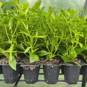 New England Aster Live Plant - Perennial Wildflower for Pollinators, 18-24 inch - Image 10