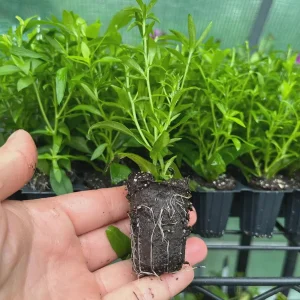 New England Aster Live Plant - Perennial Wildflower for Pollinators, 18-24 inch - Image 2