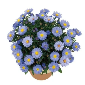 New England Aster Live Plant - Perennial Wildflower for Pollinators, 18-24 inch - Image 7