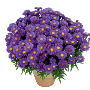 New England Aster Live Plant - Perennial Wildflower for Pollinators, 18-24 inch - Image 8