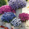 New England Aster Live Plant - Perennial Wildflower for Pollinators, 18-24 inch - Image 1