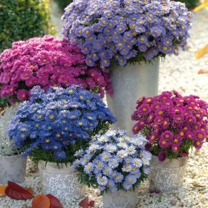 New England Aster Live Plant - Perennial Wildflower for Pollinators, 18-24 inch - Image 1