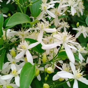 Night Blooming Jasmine (Cestrum Nocturnum) Live Plants - 2 Pack, 5-9 inches Tall - Image 2